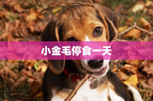 小金毛停食一天
