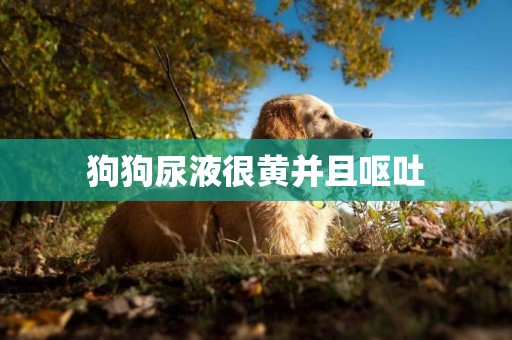 狗狗尿液很黃并且嘔吐