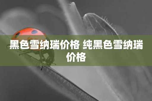 黑色雪納瑞價格 純黑色雪納瑞價格