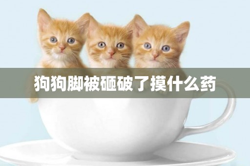 狗狗腳被砸破了摸什么藥