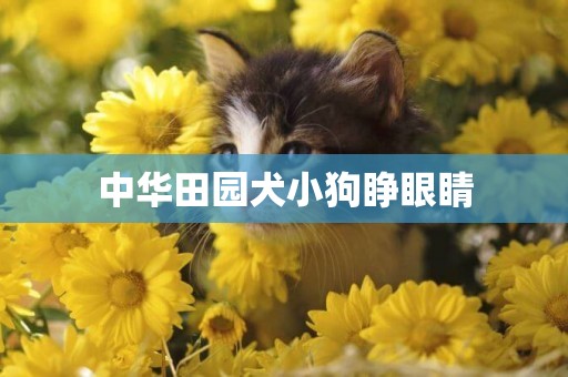 中華田園犬小狗睜眼睛