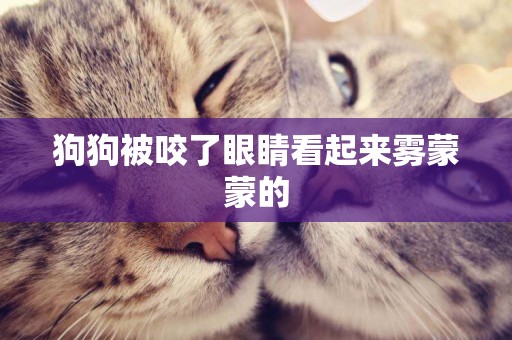 狗狗被咬了眼睛看起來霧蒙蒙的