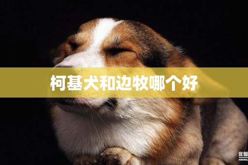 柯基犬和邊牧哪個好