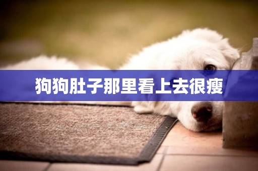 狗狗肚子那里看上去很瘦