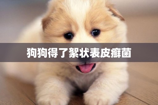 狗狗得了絮狀表皮癬菌