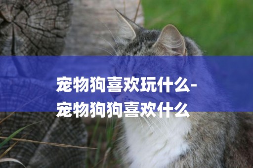 寵物狗喜歡玩什么-
寵物狗狗喜歡什么