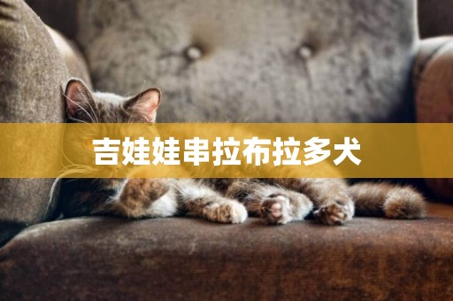 吉娃娃串拉布拉多犬