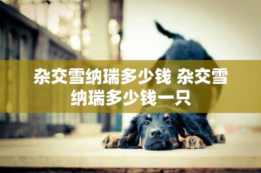雜交雪納瑞多少錢 雜交雪納瑞多少錢一只