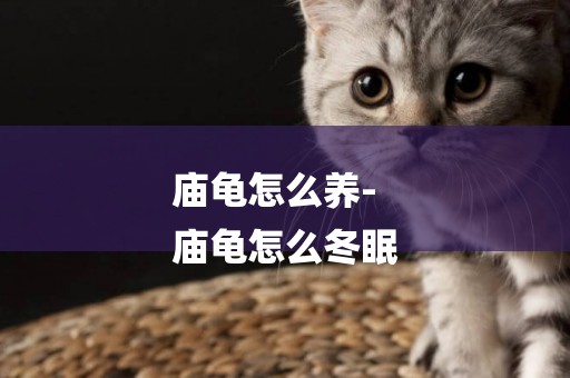廟龜怎么養-
廟龜怎么冬眠