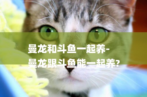 曼龍和斗魚一起養-
曼龍跟斗魚能一起養?