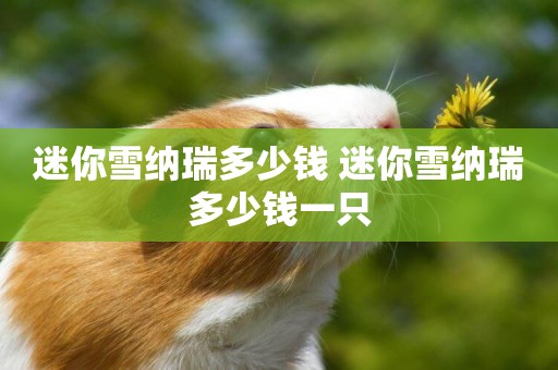 迷你雪納瑞多少錢 迷你雪納瑞多少錢一只