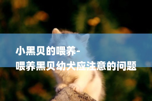 小黑貝的喂養-
喂養黑貝幼犬應注意的問題