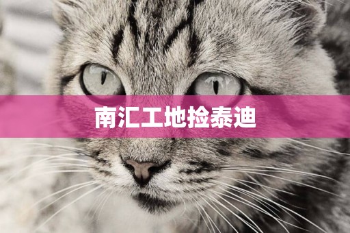 南匯工地撿泰迪