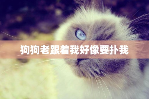 狗狗老跟著我好像要撲我