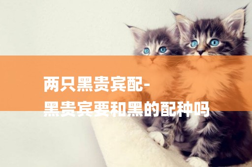 兩只黑貴賓配-
黑貴賓要和黑的配種嗎