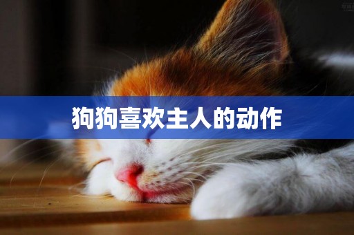 狗狗喜歡主人的動作