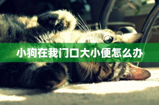 小狗在我門口大小便怎么辦