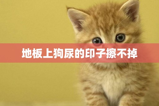地板上狗尿的印子擦不掉