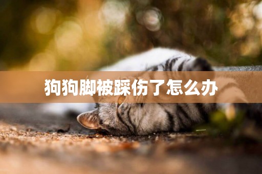 狗狗腳被踩傷了怎么辦