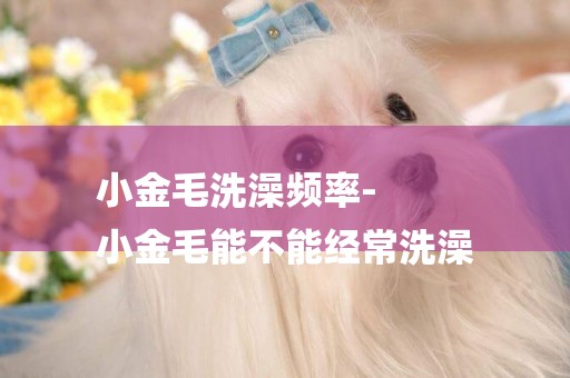 小金毛洗澡頻率-
小金毛能不能經常洗澡