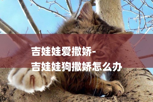 吉娃娃愛撒嬌-
吉娃娃狗撒嬌怎么辦