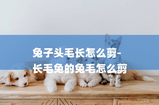 兔子頭毛長怎么剪-
長毛兔的兔毛怎么剪