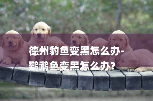 德州豹魚變黑怎么辦-
鸚鵡魚變黑怎么辦？