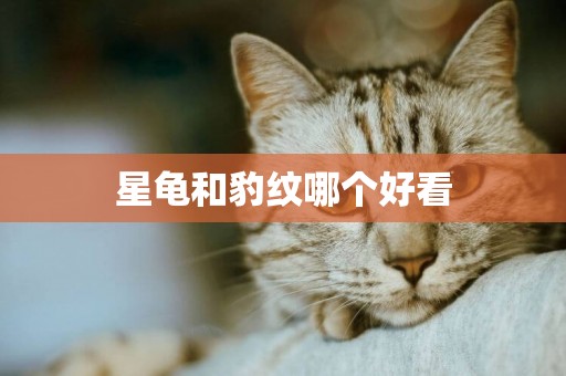 星龜和豹紋哪個好看