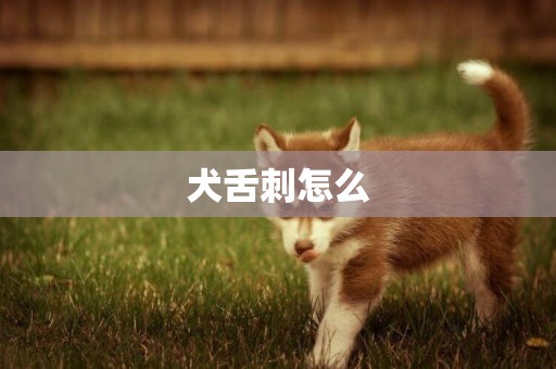 犬舌刺怎么