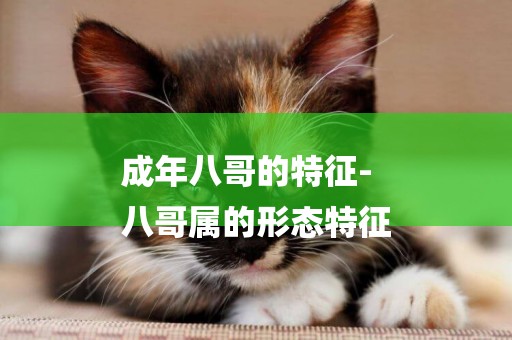 成年八哥的特征-
八哥屬的形態特征