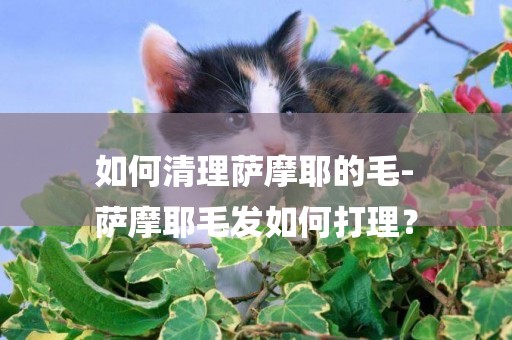 如何清理薩摩耶的毛-
薩摩耶毛發如何打理？