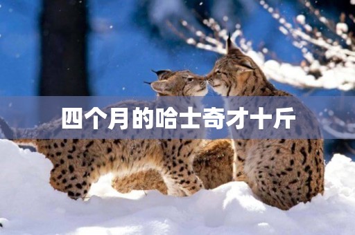 四個月的哈士奇才十斤