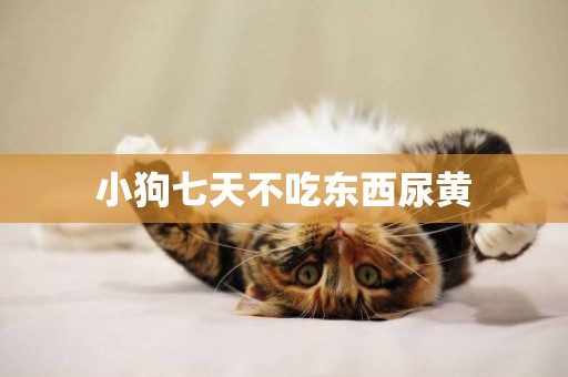 小狗七天不吃東西尿黃