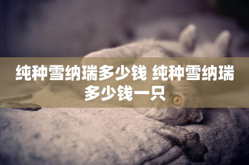 純種雪納瑞多少錢 純種雪納瑞多少錢一只
