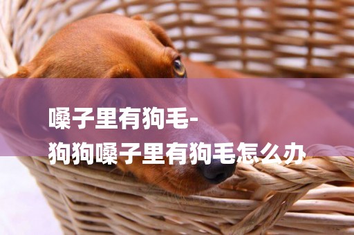 嗓子里有狗毛-
狗狗嗓子里有狗毛怎么辦