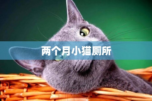 兩個月小貓廁所