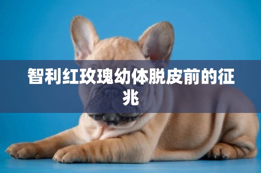 智利紅玫瑰幼體脫皮前的征兆
