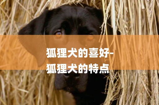 狐貍犬的喜好-
狐貍犬的特點
