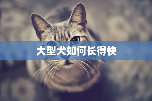 大型犬如何長得快