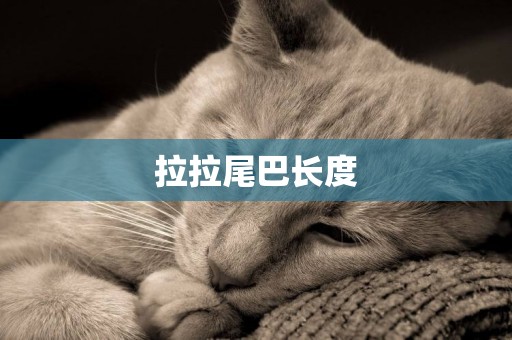 拉拉尾巴長度