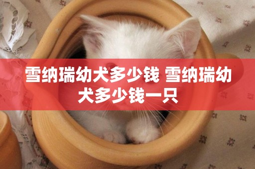 雪納瑞幼犬多少錢 雪納瑞幼犬多少錢一只