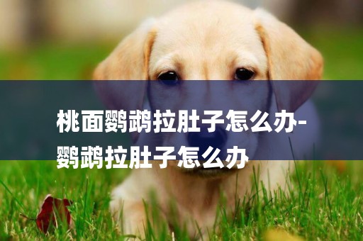 桃面鸚鵡拉肚子怎么辦-
鸚鵡拉肚子怎么辦