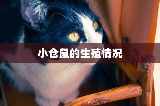 小倉鼠的生殖情況