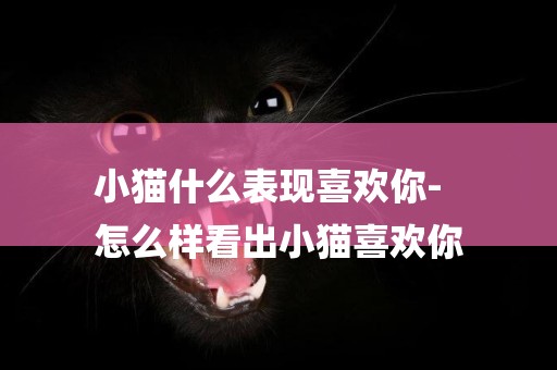 小貓什么表現喜歡你-
怎么樣看出小貓喜歡你