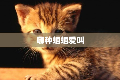 哪種蟈蟈愛叫