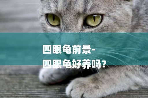 四眼龜前景-
四眼龜好養嗎？