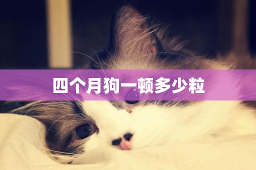 四個月狗一頓多少粒