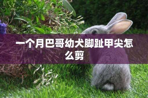 一個月巴哥幼犬腳趾甲尖怎么剪