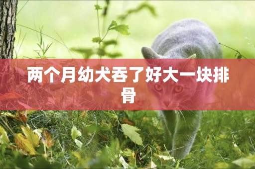 兩個月幼犬吞了好大一塊排骨