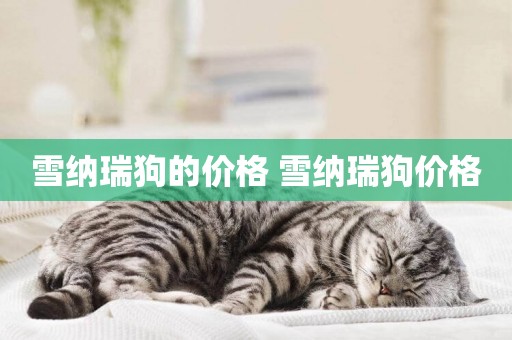 雪納瑞狗的價格 雪納瑞狗價格